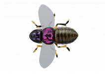 Jackal Bug Dog Pink Back Cicada